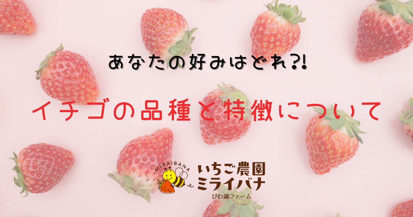 春こそイチゴで免疫力アップ いちごに含まれる栄養素のお話 いちご農園ミライバナびわ湖ファーム