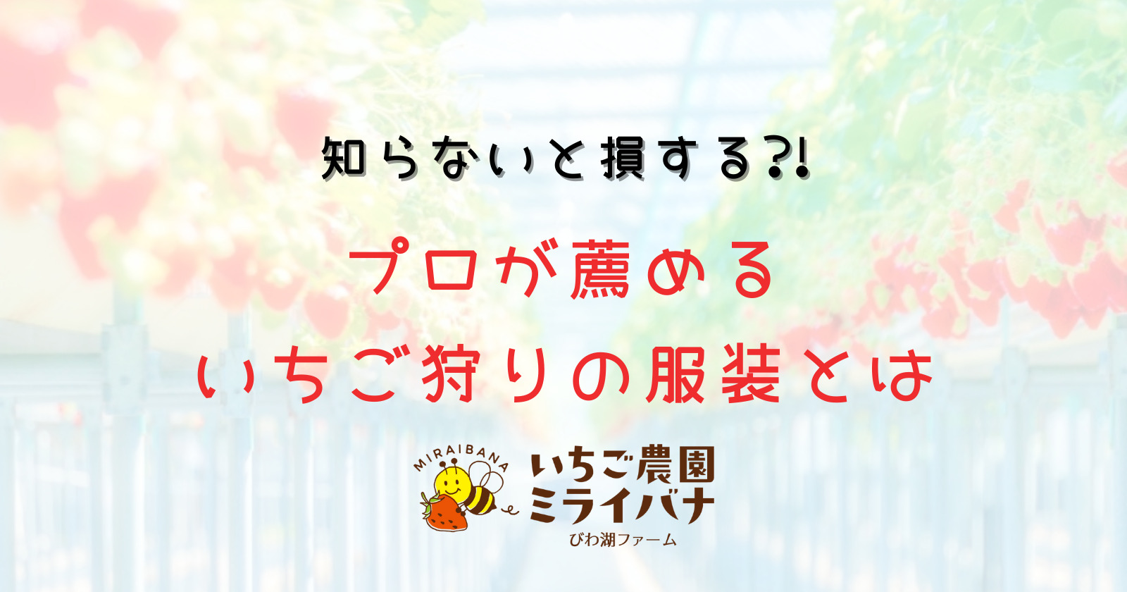 知らないと損する プロが薦めるいちご狩りの服装とは いちご農園ミライバナびわ湖ファーム