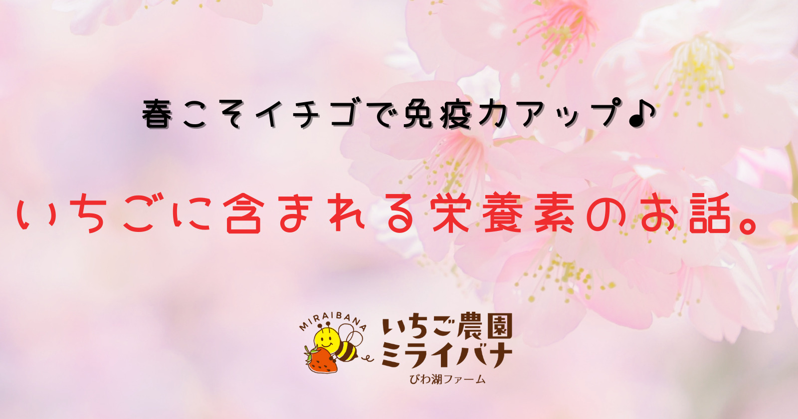 春こそイチゴで免疫力アップ いちごに含まれる栄養素のお話 いちご農園ミライバナびわ湖ファーム